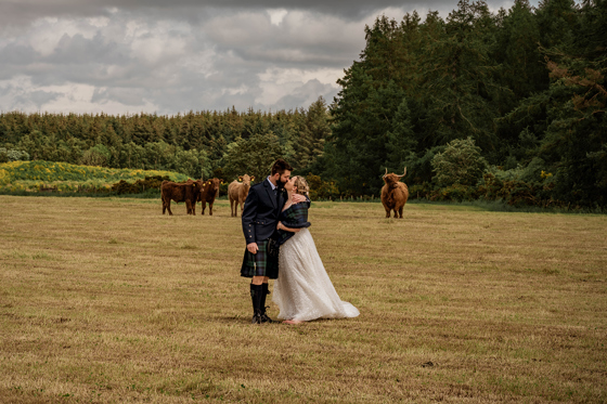 Bride and groom kiss with Highland cows in background